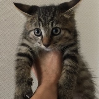 イケメン子猫兄妹　こげ茶のハリー君