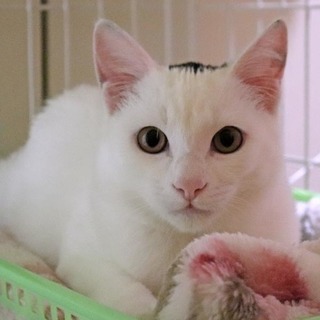 辮髪模様 ふじ。