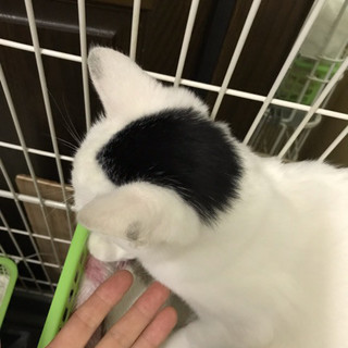 辮髪模様 ふじ。 − 京都府