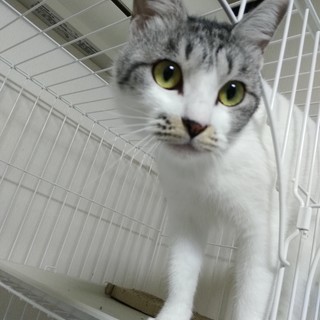 1歳半位の雌猫です