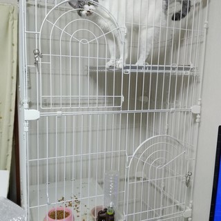 1歳半位の雌猫です - 三郷市