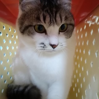 1歳半位の雌猫です - 猫