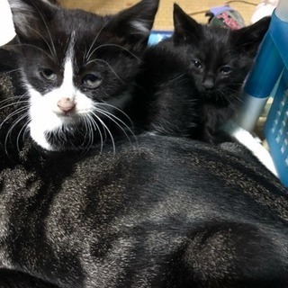 子猫の里親募集です