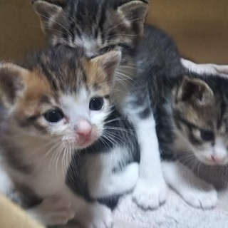 【新規不可・交渉中】子猫の里親募集
