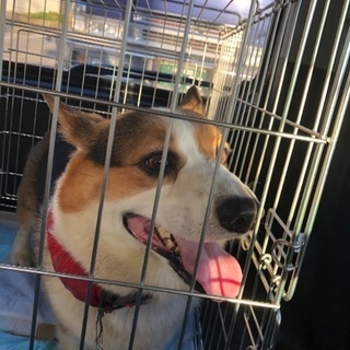 里親募集