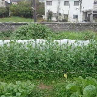 完全無農薬の古民家付き家庭菜園(ダーチャ)☺️仲間募集