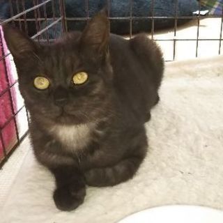 子供同様に可愛がって下さる方