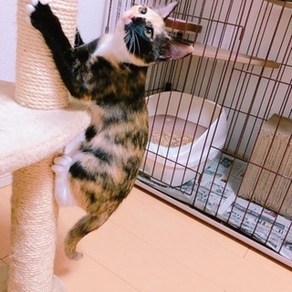 子猫💛生後3カ月弱 兄弟