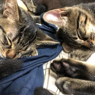 子猫2匹の募集です