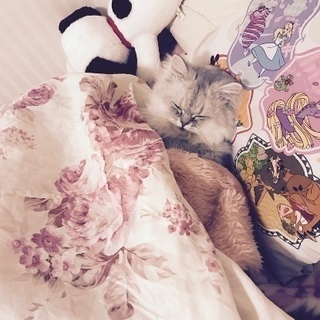 お目目ぱっちりペルシャのチンチラちゃん♂2匹 - 猫