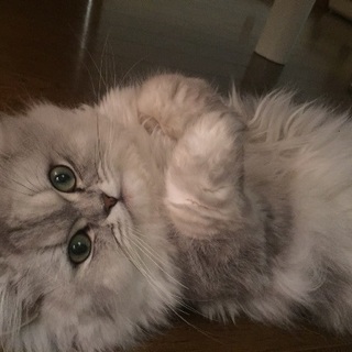 お目目ぱっちりペルシャのチンチラちゃん♂2匹 - 久留米市