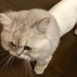 お目目ぱっちりペルシャのチンチラちゃん♂2匹 − 福岡県