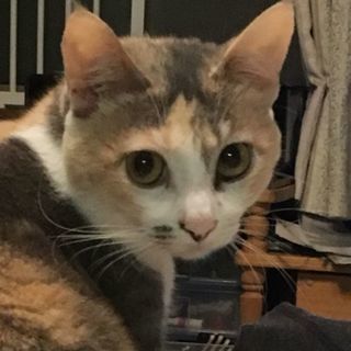 飼育経験ありの単身者OK！パステル三毛ちゃん