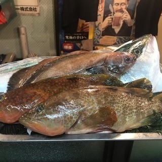 佐渡島のお魚 第四弾‼︎