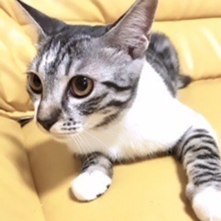 子猫が生まれました。里親になっていただける方