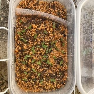 観葉植物好きな方 - 越前市