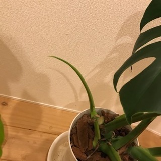 観葉植物好きな方 - その他