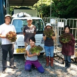 とれたてレタスの出荷作業（屋内）の画像