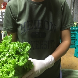 とれたてレタスの出荷作業（屋内）の画像