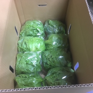 とれたてレタスの出荷作業（屋内）の画像