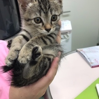 トライアル決定！どうも有難うございました！保健所からレスキュー🐱...