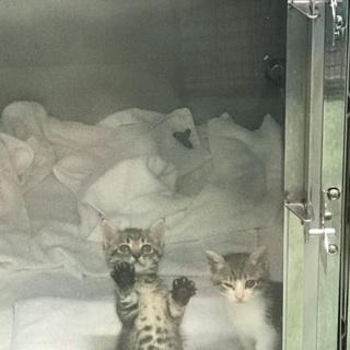 トライアル決定！どうも有難うございました！保健所からレスキュー🐱...