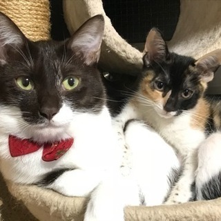 ダルメシアンブチ模様の可愛い三毛猫ちゃん - 横浜市