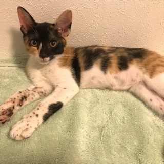 ダルメシアンブチ模様の可愛い三毛猫ちゃん − 神奈川県