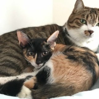 ダルメシアンブチ模様の可愛い三毛猫ちゃん - 猫
