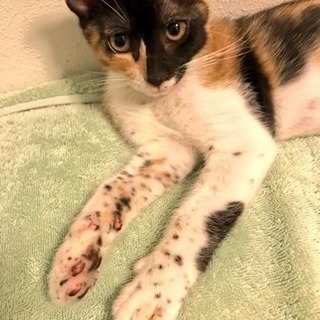 ダルメシアンブチ模様の可愛い三毛猫ちゃん - 里親募集