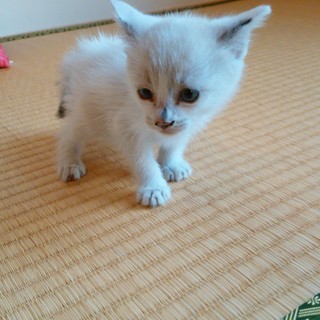 子猫（生後１ヶ月程度）白猫　ブルーアイ