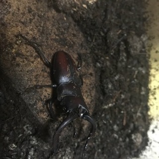 国産ノコギリクワガタ 初令〜3令 残り5匹