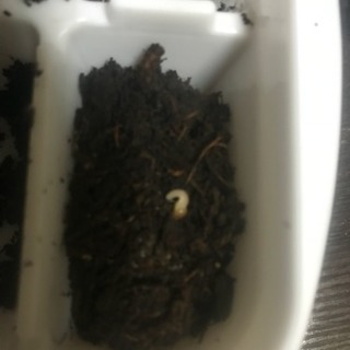 国産ノコギリクワガタ 初令〜3令 残り5匹の画像