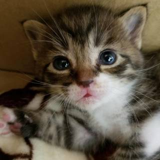 １か月の兄弟です。