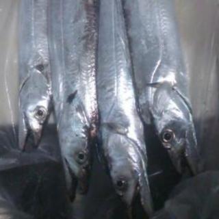 釣り友達募集>゜)))彡