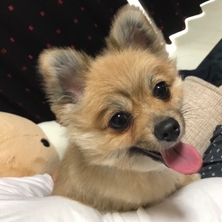 ポメラニアン    ♀   ベルちゃん