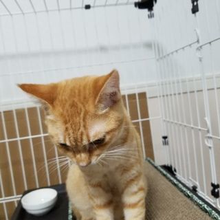 7ヶ月くらいの雄の子猫です。