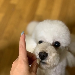 里親募集中ブリーダー引退犬　6歳男の子　トイプードルホワイト