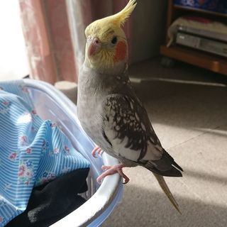 オカメインコを探しています