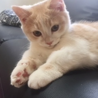 7月6日生まれ(子猫)ミヌエット♪
