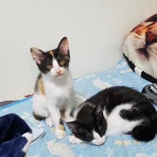 2ヶ月の子猫