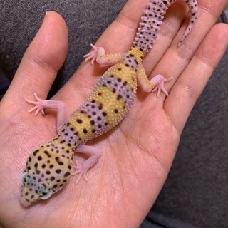 訳あり ヒョウモントカゲモドキベビー エクリプス