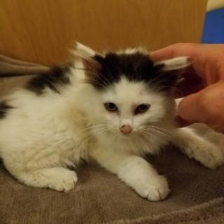モジャモジャのもじゃ