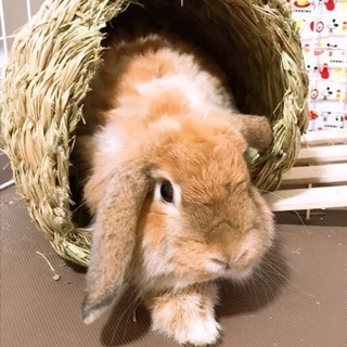うさぎ アメリカンファジーロップイヤー