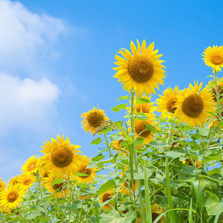 畑で野菜やお花を育てませんか？☆畑を貸します。　　旭市萬歳　約1...
