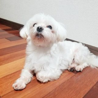 マルチーズ♂(７歳)