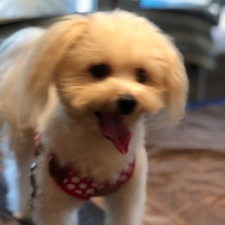 犬友募集 - 渋谷区