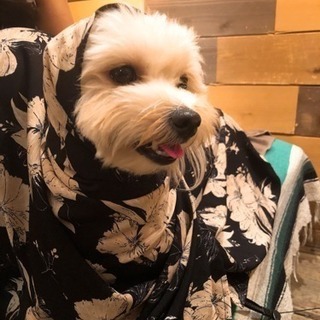 犬友募集 - 友達