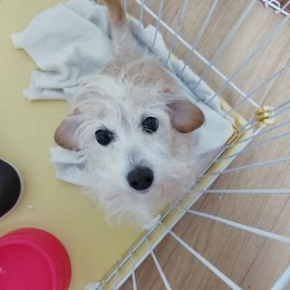 MIX犬　１０歳の女の子