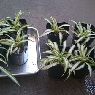 【お譲りします】観葉植物　オリヅルラン苗【残り4株】
